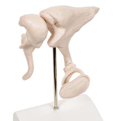 Набор слуховых косточек, 20-кратное увеличение - 3B Smart Anatomy, 1012786 [A101], Модели отдельных костей