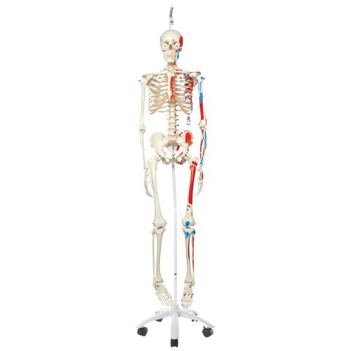 5 tekerlekli metal askılı ayak üzerinde kasları gösteren İskelet Max A11/1 - 3B Smart Anatomy, 1020174 [A11/1], Iskelet Modelleri - Gerçek Boy