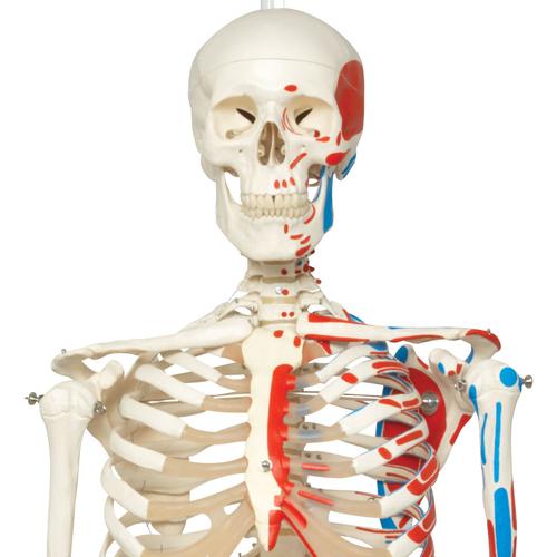 Esqueleto Max A11/1 com representação dos músculos, em suporte de suspensão de metal com 5 rolos, 1020174 [A11/1], Modelo de esqueleto - tamanho natural