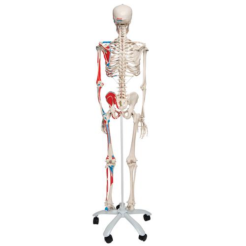 Модель скелета с мышцами «Max», подвешиваемая на 5-рожковой роликовой стойке - 3B Smart Anatomy, 1020173 [A11], Модели скелета человека