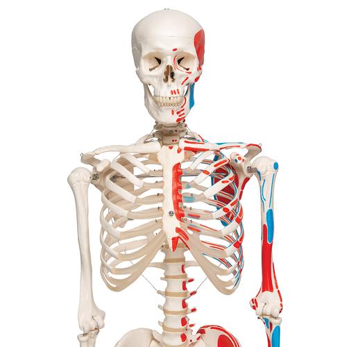 Esqueleto Max A11 com representação dos músculos, em suporte de metal com 5 rolos, 1020173 [A11], Modelo de esqueleto - tamanho natural