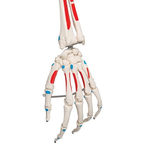 Esqueleto Max A11 Con músculos y sobre pie metálico con 5 ruedas - 3B Smart Anatomy, 1020173 [A11], Modelos de Esqueletos - Tamaño real
