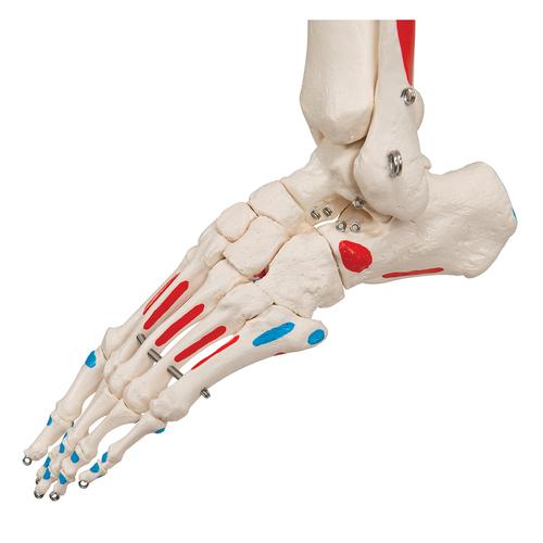 Esqueleto Max A11 Con músculos y sobre pie metálico con 5 ruedas - 3B Smart Anatomy, 1020173 [A11], Modelos de Esqueletos - Tamaño real