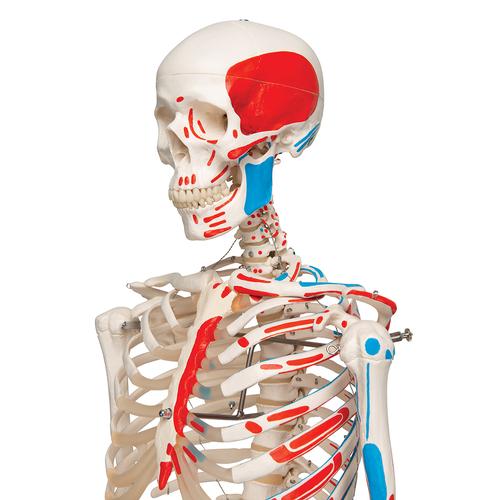 전신골격모형 (근육채색, 골반스탠드 형)
Skeleton Max A11 showing muscles, on a metal stand with 5 casters, 1020173 [A11], 실물 크기 골격 모형