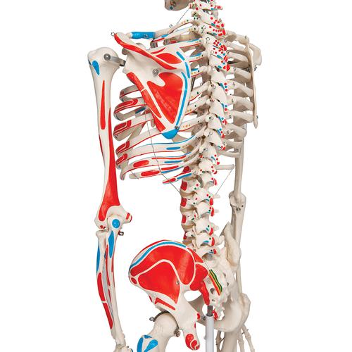Scheletro Max A11 con illustrazione dei muscoli, su cavalletto in metallo con 5 rotelle - 3B Smart Anatomy, 1020173 [A11], Modelli di Scheletro a grandezza naturale