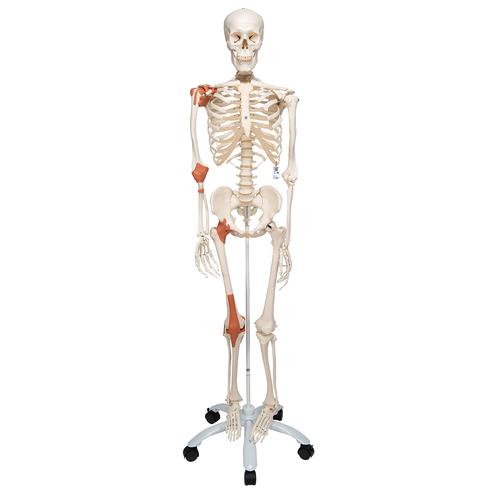 Menschliches Skelett Modell "Leo", lebensgro&szlig; mit Gelenkb&auml;ndern, auf Metallstativ mit Rollen, 1020175 [A12], Skelette lebensgro&szlig;