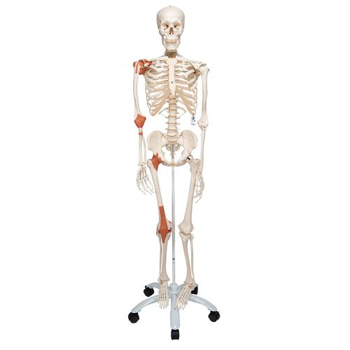 전신골격 모형 ‘레오’
Human Skeleton Leo A12 joint ligaments, on a metal stand with 5 casters, 1020175 [A12], 실물 크기 골격 모형
