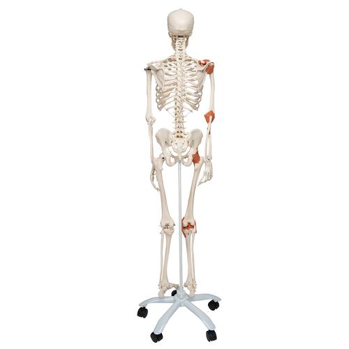 Модель скелета со связками «Leo», на 5-рожковой роликовой стойке - 3B Smart Anatomy, 1020175 [A12], Модели скелета человека