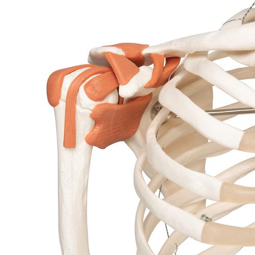 经典型韧带骨骼Leo，轮式5脚支架 - 3B Smart Anatomy, 1020175 [A12], 全副骨骼架模型