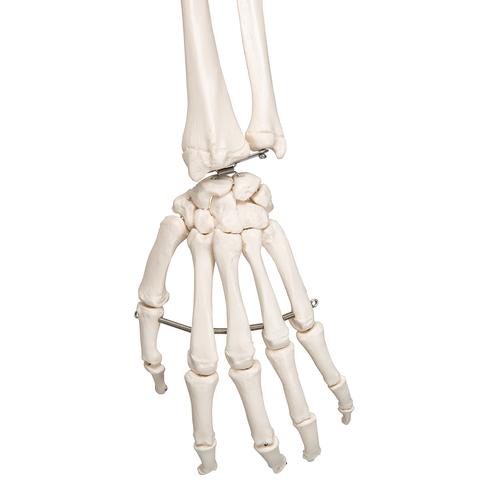 Esqueleto Leo A12 con tendones de las articulaciones y sobre pie metálico con 5 ruedas - 3B Smart Anatomy, 1020175 [A12], Modelos de Esqueletos - Tamaño real