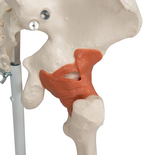 전신골격 모형 ‘레오’
Human Skeleton Leo A12 joint ligaments, on a metal stand with 5 casters, 1020175 [A12], 실물 크기 골격 모형