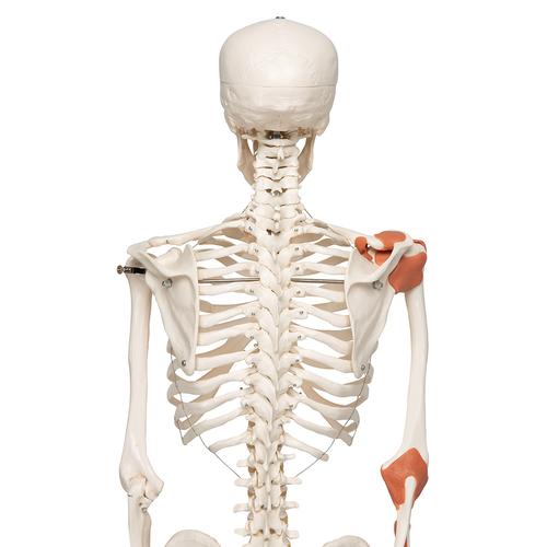 Squelette Leo A12 avec ligaments articulaires sur pied métallique à 5 roulettes - 3B Smart Anatomy, 1020175 [A12], Modèles de squelettes humains taille réelle