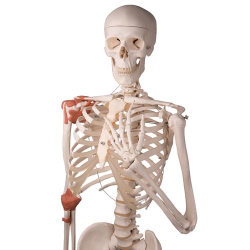 Модель скелета со связками «Leo», на 5-рожковой роликовой стойке - 3B Smart Anatomy, 1020175 [A12], Модели скелета человека