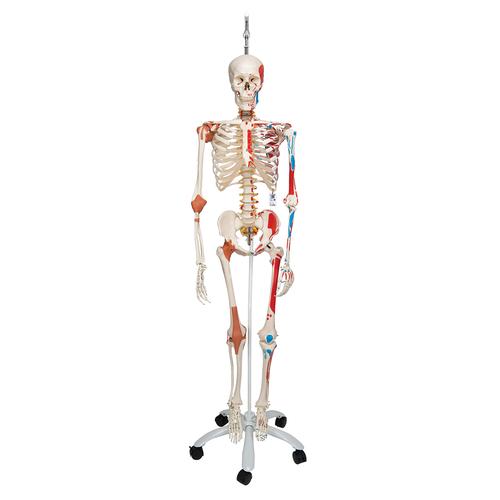 "Sam" A13/1 csontváz, luxus kivitel, 5-ágú fém függeszthető állvánnyal, 1020177 [A13/1], Életnagyságú csontváz modellek