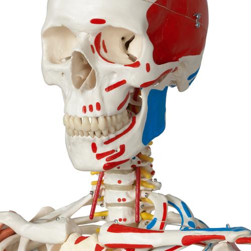 Squelette Sam A13/1 en version luxe suspendu sur pied métallique à 5 roulettes - 3B Smart Anatomy, 1020177 [A13/1], Modèles de squelettes humains taille réelle