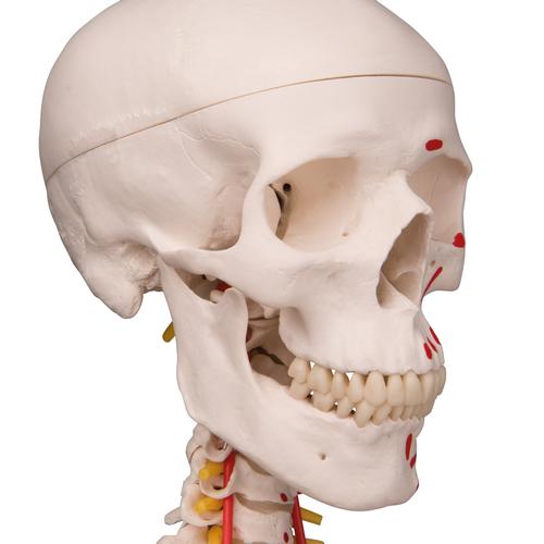 Модель скелета «Sam» класса «люкс», подвешиваемая на 5-рожковой роликовой стойке - 3B Smart Anatomy, 1020177 [A13/1], Модели скелета человека