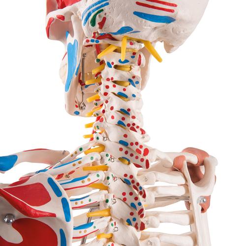 전신골격 모형 “Sam" (행잉스탠드 형)  Human Skeleton Model Sam on Hanging Stand with Muscle & Ligaments - 3B Smart Anatomy, 1020177 [A13/1], 실물 크기 골격 모형