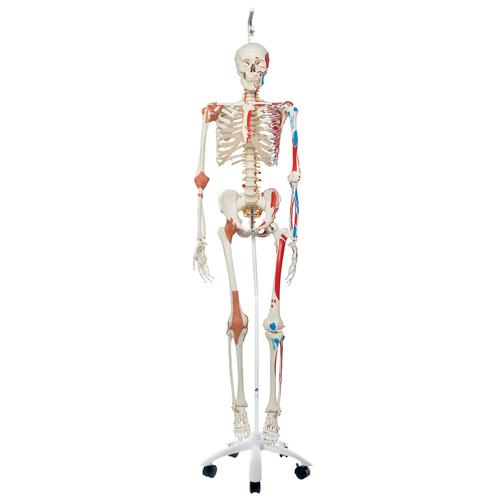 Esqueleto Sam A13/1 - versión de lujo, colgado de pie metálico de 5 ruedas. - 3B Smart Anatomy, 1020177 [A13/1], Modelos de Esqueletos - Tamaño real