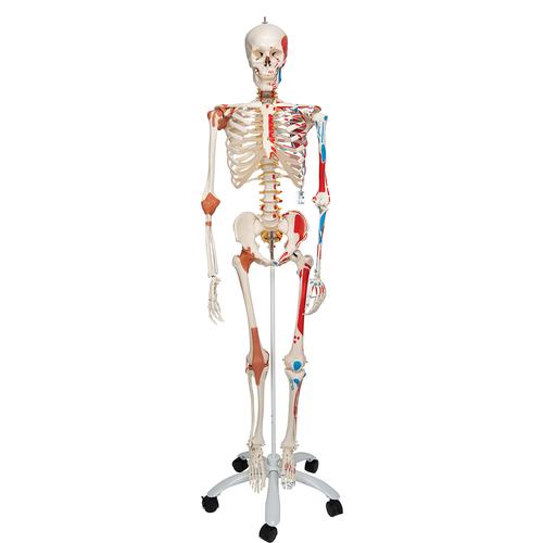 Human Skeleton Model Sam with Muscles & Ligaments - 3B Smart Anatomy, 1020176 [A13], Skeleton Models - Life size