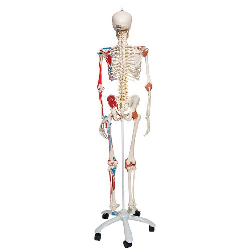Esqueleto Sam A13, versión de lujo, montado sobre pie metálico de 5 ruedas. - 3B Smart Anatomy, 1020176 [A13], Modelos de Esqueletos - Tamaño real