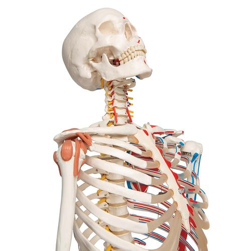 "Sam" A13 csontváz, luxus kivitel, 5-ágú fém állvánnyal, 1020176 [A13], Életnagyságú csontváz modellek