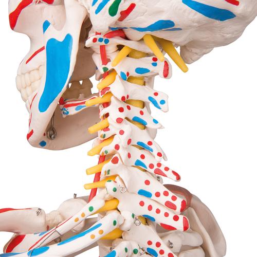 전신골격 모형 “Sam"
Human Skeleton Model "Sam" with Muscles & Ligaments - 3B Smart Anatomy, 1020176 [A13], 실물 크기 골격 모형