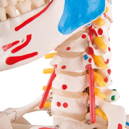 전신골격 모형 “Sam"
Human Skeleton Model "Sam" with Muscles & Ligaments - 3B Smart Anatomy, 1020176 [A13], 실물 크기 골격 모형