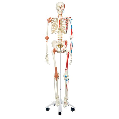 Human Skeleton Model "Sam" with Muscles & Ligaments - 3B Smart Anatomy, 1020176 [A13], Skeleton Models - Life size