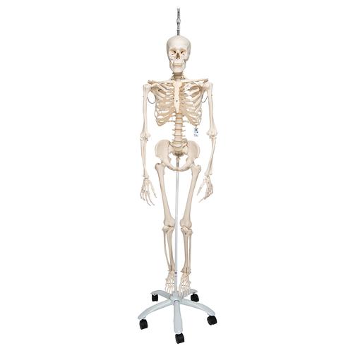 전신골격모형 “Phil"
Skeleton Phil A15/3, the physiological skeleton on a metal hanging stand with 5 casters, 1020179 [A15/3], 실물 크기 골격 모형