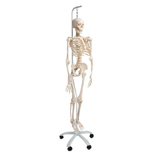 Menschliches Skelett Modell "Phil", lebensgroß mit beweglichen Gelenken und biegsamer Wirbelsäule, an Metallhängestativ mit Rollen - 3B Smart Anatomy, 1020179 [A15/3], Skelette lebensgroß