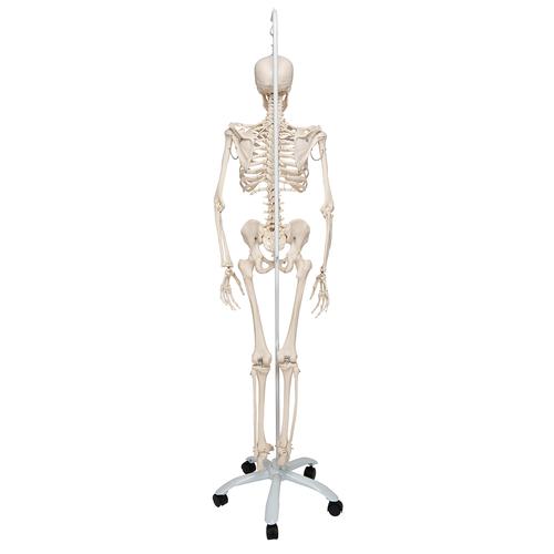 Физиологическая модель скелета «Phil», подвешиваемая на роликовой стойке - 3B Smart Anatomy, 1020179 [A15/3], Модели скелета человека
