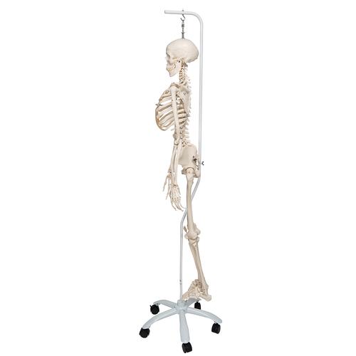 İskelet Phil A15/3, 5 tekerlekli metal askılı stand üzerinde fizyolojik iskelet - 3B Smart Anatomy, 1020179 [A15/3], Iskelet Modelleri - Gerçek Boy