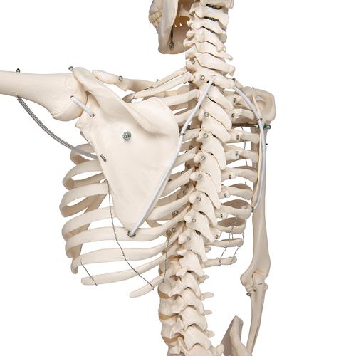 Esqueleto Phil A15/3, el esqueleto fisiológico suspendido de pie metálico con 5 ruedas. - 3B Smart Anatomy, 1020179 [A15/3], Modelos de Esqueletos - Tamaño real