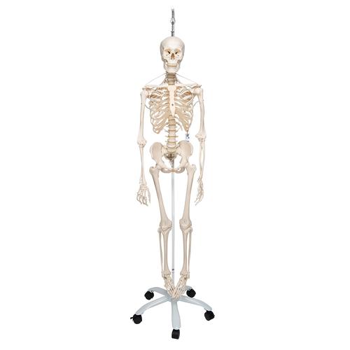 İskelet Feldi A15/3S, 5 tekerlekli metal askılı stand üzerinde fonksiyonel iskelet - 3B Smart Anatomy, 1020180 [A15/3S], Iskelet Modelleri - Gerçek Boy