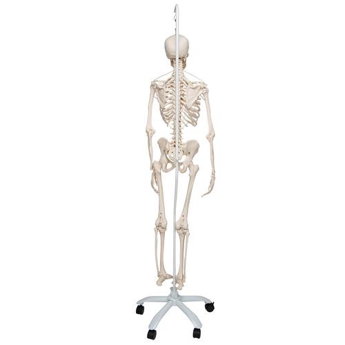 İskelet Feldi A15/3S, 5 tekerlekli metal askılı stand üzerinde fonksiyonel iskelet - 3B Smart Anatomy, 1020180 [A15/3S], Iskelet Modelleri - Gerçek Boy