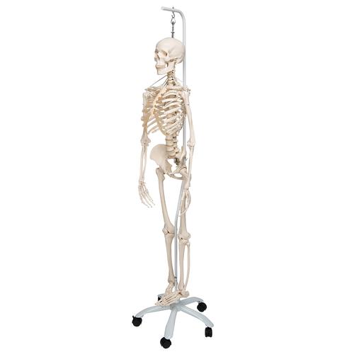 Squelette Feldi A15/3S, le squelette fonctionnel sur pied d'accrochage métallique avec 5 roulettes - 3B Smart Anatomy, 1020180 [A15/3S], Modèles de squelettes humains taille réelle