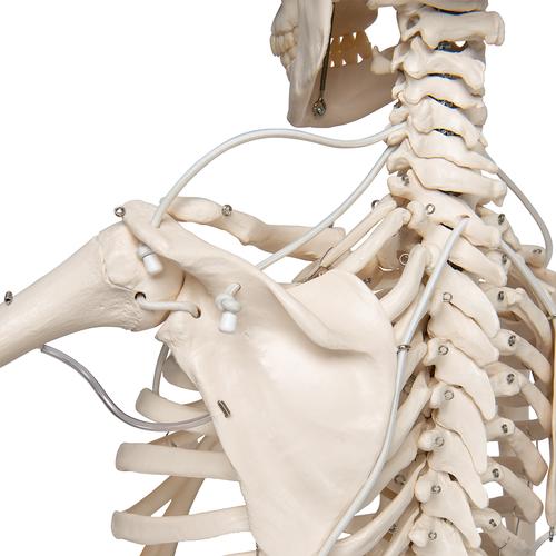 Esqueleto Feldi A15/3S, el esqueleto funcional colgado de pie metálico de 5 ruedas. - 3B Smart Anatomy, 1020180 [A15/3S], Modelos de Esqueletos - Tamaño real
