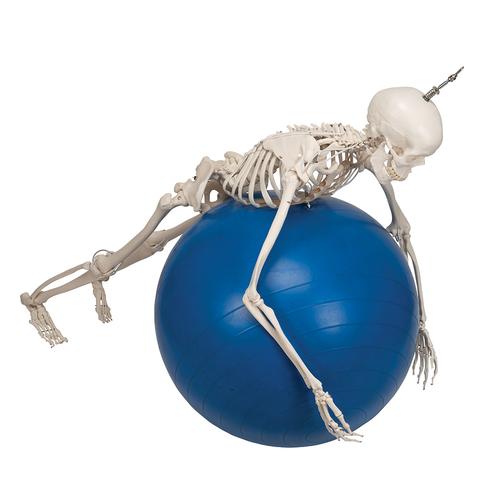 Functional & Physiological Human Skeleton Model Frank on Hanging Stand - 3B Smart Anatomy, 1020180 [A15/3S], Skeleton Models - Life size