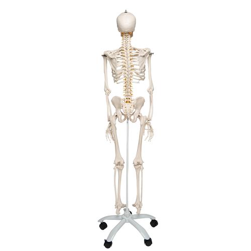 İskelet Fred A15, 5 tekerlekli metal ayak üzerindeki esnek iskelet - 3B Smart Anatomy, 1020178 [A15], Iskelet Modelleri - Gerçek Boy