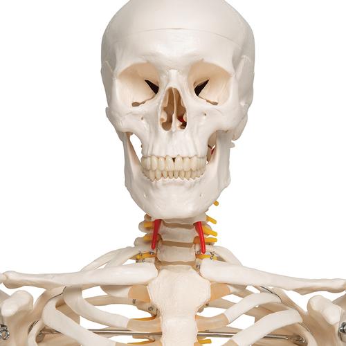 유연한 인체 골격 모형 "Fred", 유연하며 손발이 와이어로 고정됨
Skeleton Fred A15, the flexible skeleton on a metal stand with 5 casters, 1020178 [A15], 실물 크기 골격 모형