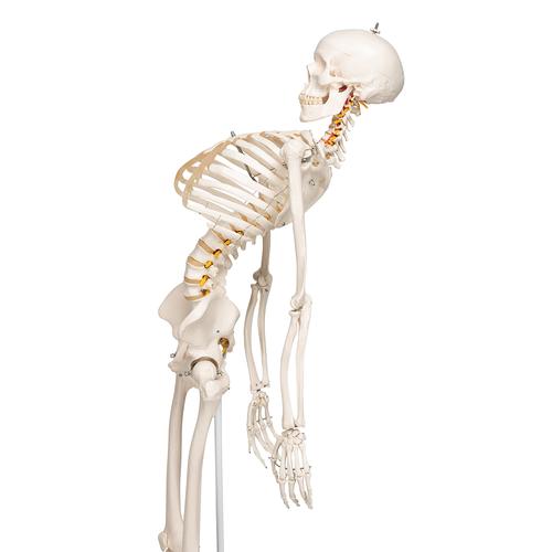 Esqueleto Fred A15, o esqueleto flexível em suporte de metal com 5 rolos, 1020178 [A15], Modelo de esqueleto - tamanho natural