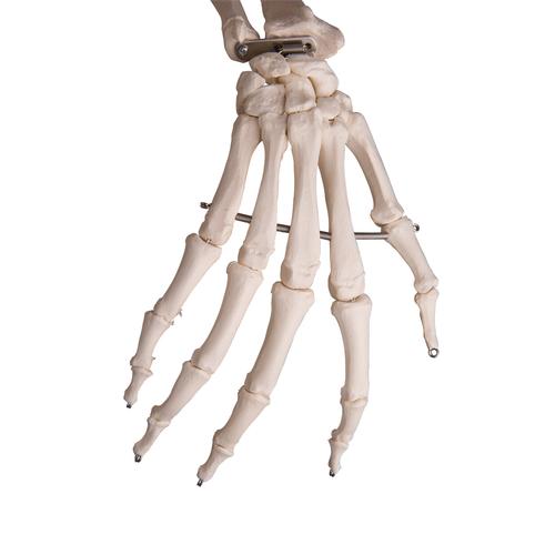 "Fred" A15 csontváz, rugalmas csontváz, 5-ágú fém állvánnyal, 1020178 [A15], Életnagyságú csontváz modellek