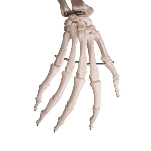 Menschliches Skelett Modell "Fred", lebensgro&szlig; mit flexibler einstellbarer Wirbels&auml;ule mit Nerven, Arterien & Bandscheibenvorfall, auf Metallstativ mit Rollen, 1020178 [A15], Skelette lebensgro&szlig;
