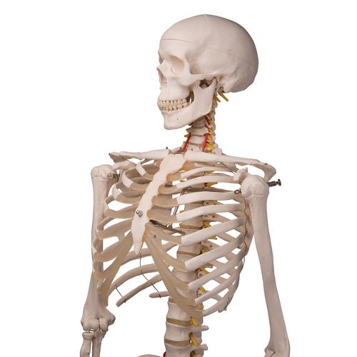 유연한 인체 골격 모형 "Fred", 유연하며 손발이 와이어로 고정됨
Skeleton Fred A15, the flexible skeleton on a metal stand with 5 casters, 1020178 [A15], 실물 크기 골격 모형