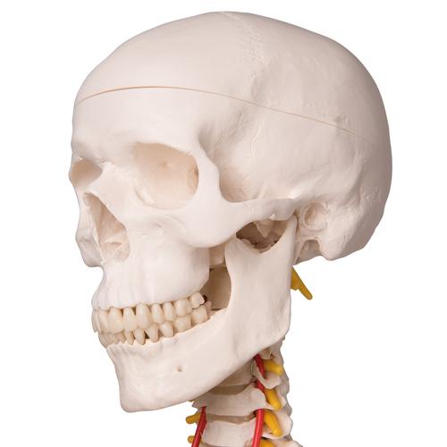人体骨骼模型 , 1020178 [A15], 全副骨骼架模型