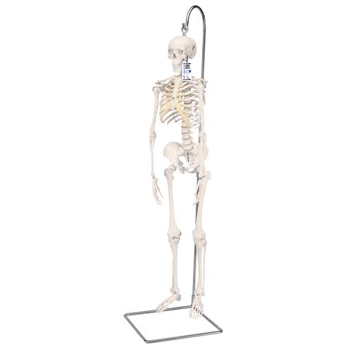 Модель мини-скелета «Shorty», подвешиваемая на стойке - 3B Smart Anatomy, 1000040 [A18/1], Модели мини-скелетов