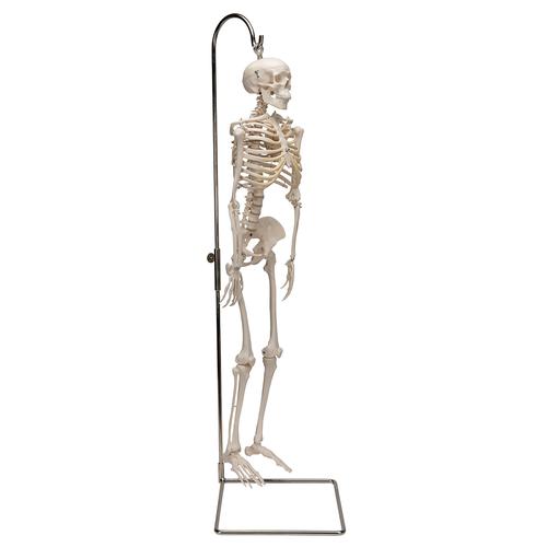 Mini iskelet „Shorty“, askılı destek üzerinde - 3B Smart Anatomy, 1000040 [A18/1], Mini Skeleton Modelleri