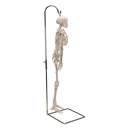 Miniesqueleto “Shorty“, sobre soporte colgante - 3B Smart Anatomy, 1000040 [A18/1], Esqueletos en miniatura