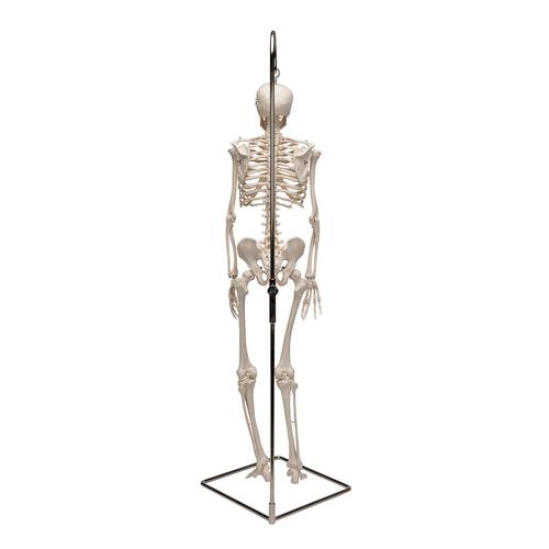 Mini Skelett Modell "Shorty", mit 3-teiligem Sch&auml;del, auf H&auml;ngestativ, 1000040 [A18/1], Mini-Skelett Modelle