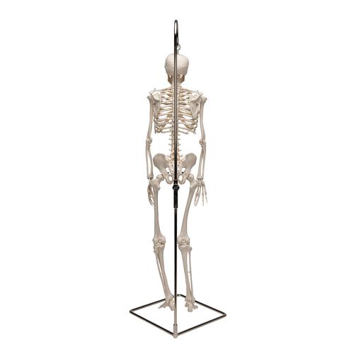 Miniesqueleto “Shorty“, sobre soporte colgante - 3B Smart Anatomy, 1000040 [A18/1], Esqueletos en miniatura